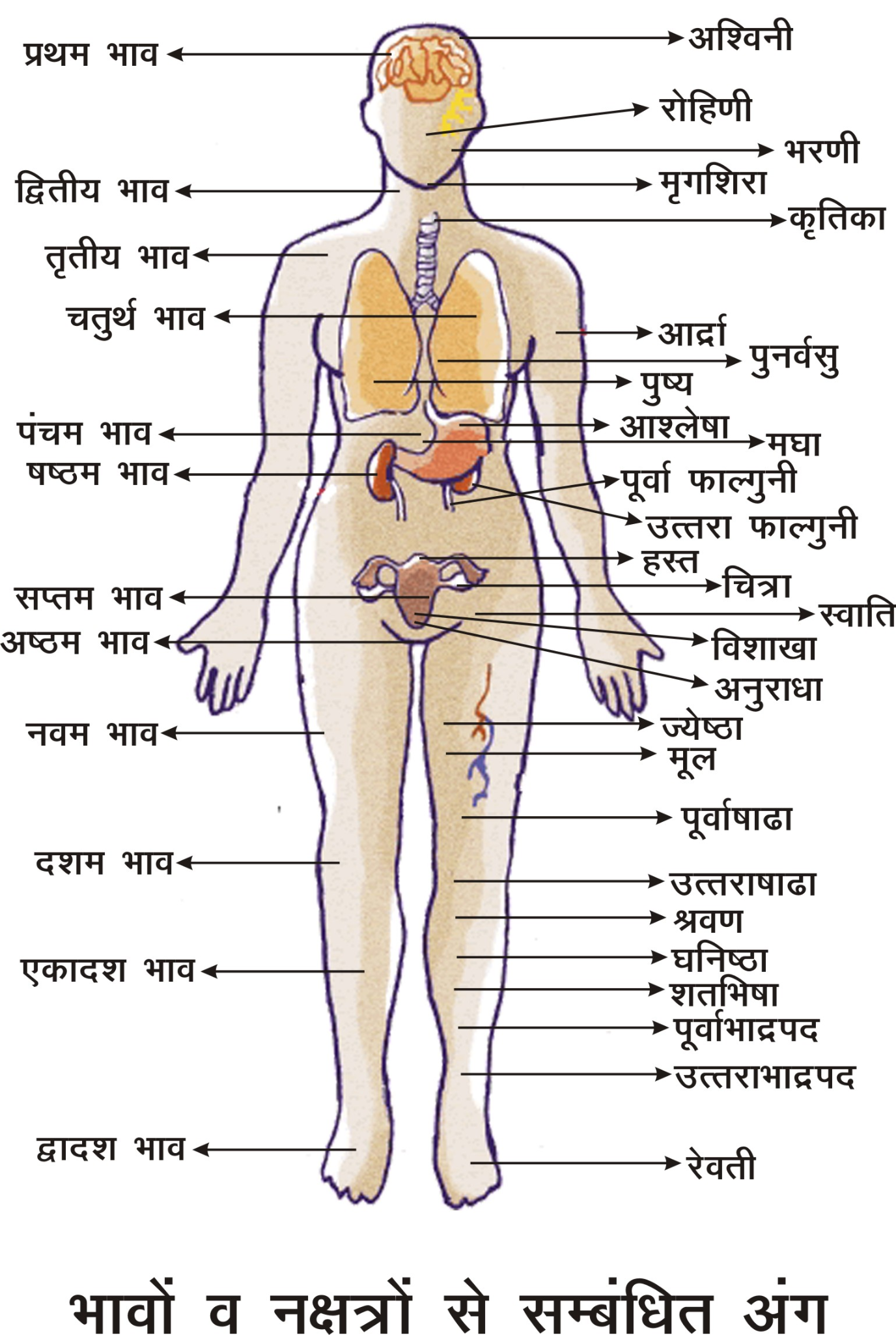 भाव–नक्षत्र–अंग